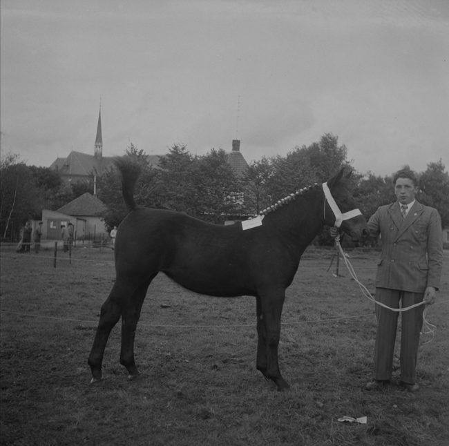 Fokpaardendag, Oss 1956 (foto: Fotopersbureau Het Zuiden, collectie BHIC 1659-000070) 