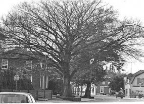 haps, 125 jaar oude boom kerkstraat omgehakt, 1976-.jpg