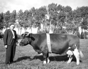 veghel, koeienkeuring 1950.jpg