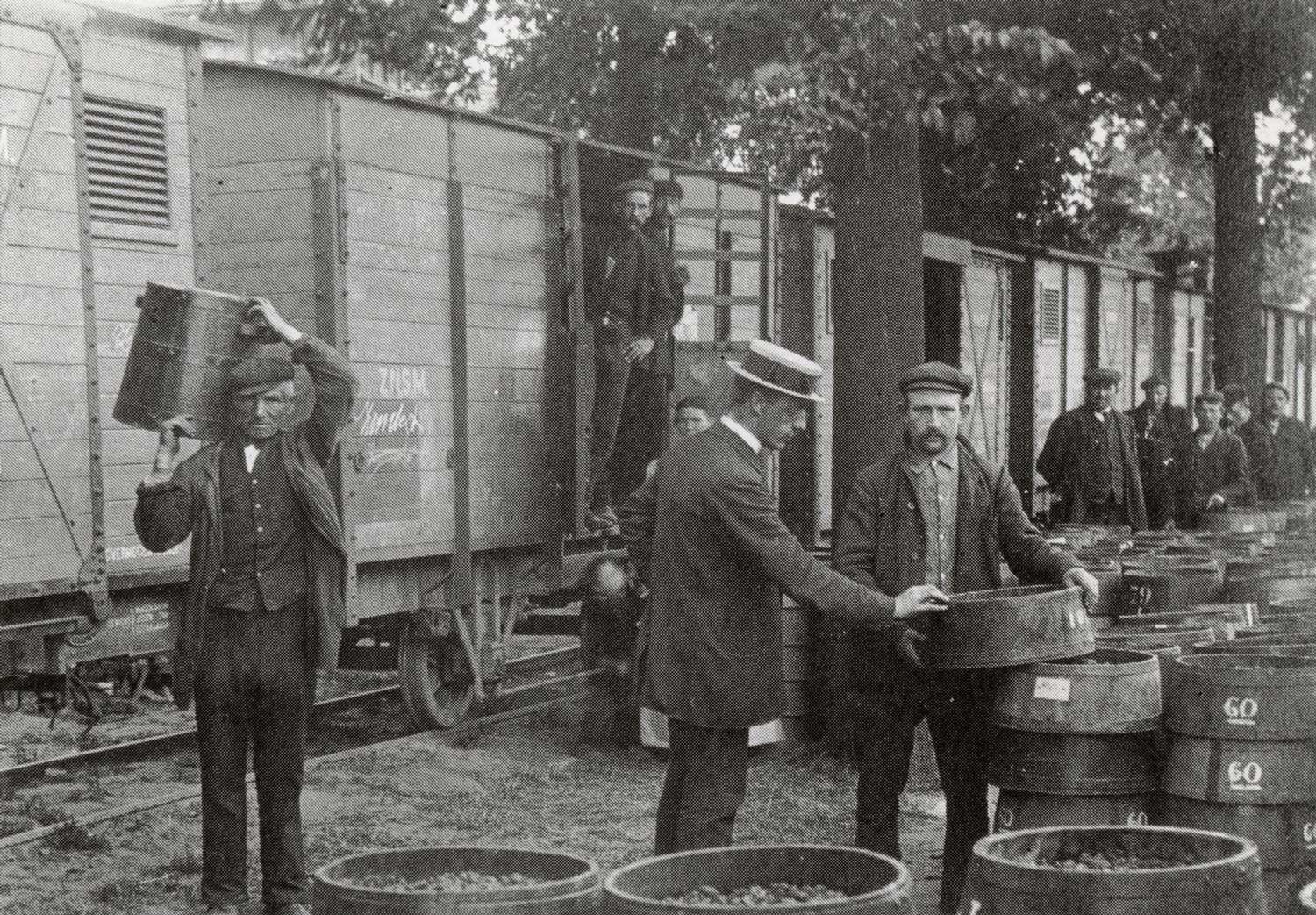 Een goederentram van de ZNSM bij De Wissel in Zundert die geladen wordt met frambozen, 1910 (bron: Stadsarchief Breda)