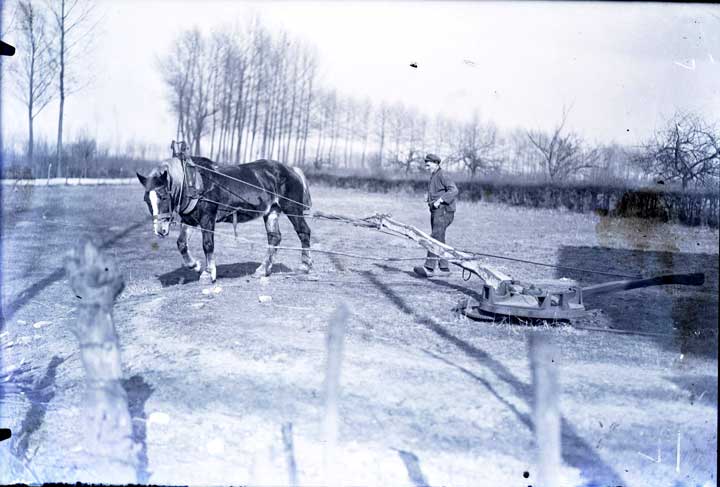 Dorsen met paardenkracht (Foto: Fotopersbureau Het Zuiden. Coll. BHIC, fotonr. 1673-007105)