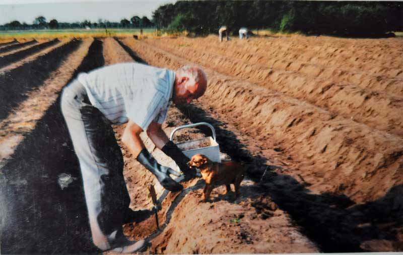Jan Gubbels, met zijn onafscheidelijke hondje, steekt asperges (bron: fam. Gubbels)