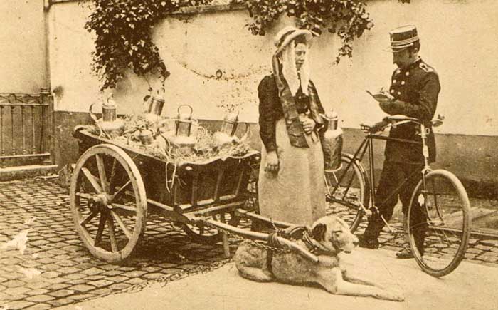Belgische ansichtkaart uit het begin van de 20e eeuw. Een veldwachter controleert een melkmeisje met hondenkar of er hondenbelasting is betaald.