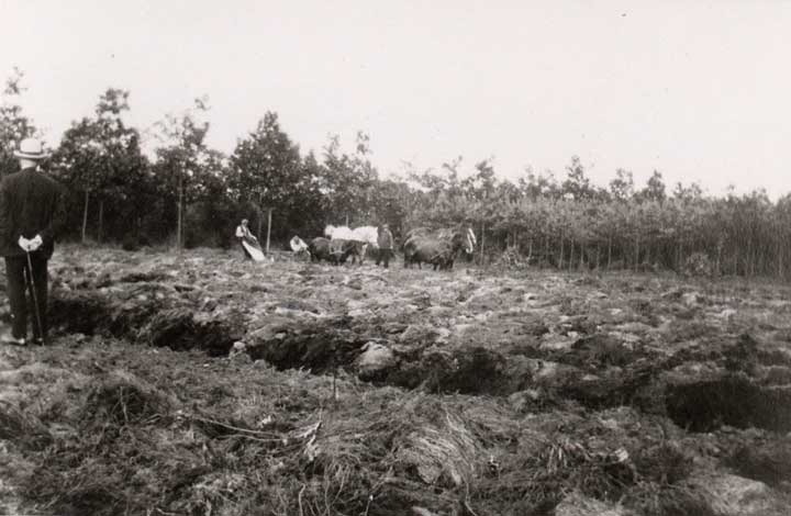 Het ontginnen van een heideveld met de paardenploeg op de Bunthorst onder Sint Anthonis, c. 1915 (coll. BHIC, fotonr. OPL0199))