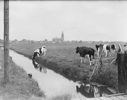  Landschap met koeien in lage Zwaluwe, 1938 (500424, RAT)