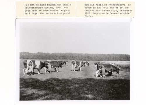 Boer melkt zijn koeien in het weiland, ca. 1925 (bron: Stadsarchief Breda)