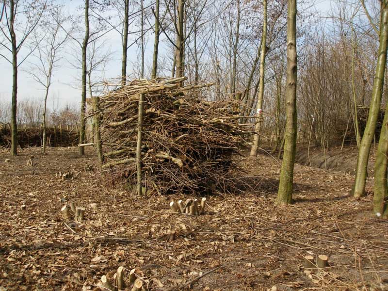 Zo ongeveer zag de houtmijt er uit (foto: © Brabants Landschap)