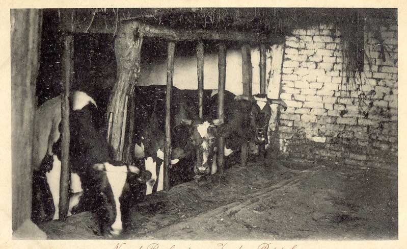 Koeien op stal (uitgever: LRV)