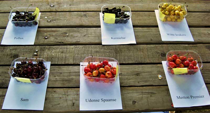 Udense Spaanse op de kraam in Borgloon, België (foto: Rini de Groot)