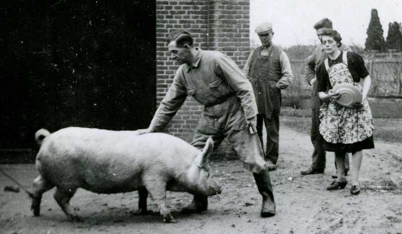 Slager Pieter Pijnenburg gaat een varken slachten, c. 1941 - 1945 (bron: BHIC, fotonummer 1910-001481)