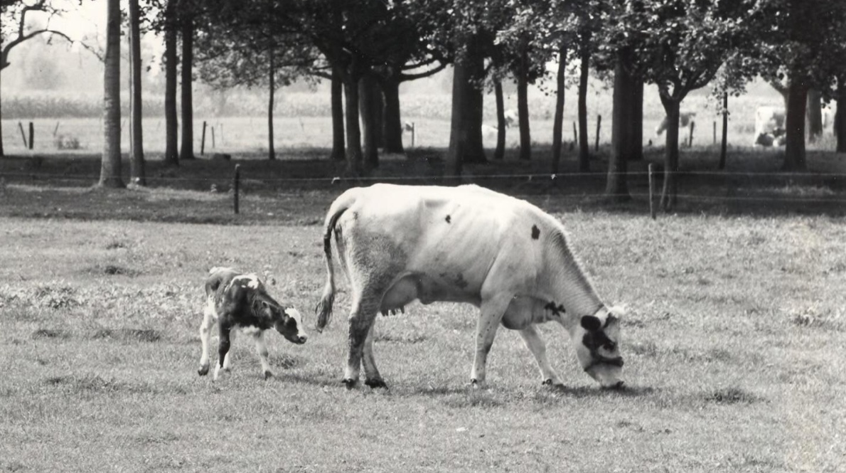 Koe met kalf in de wei (foto: © Harry van Liempd. Bron: BHIC, fotonummer BCV5426