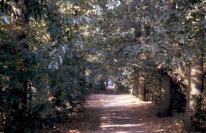 In het bos bij de Joodse begraafplaats, 1969 (foto: Vera Delleman-de Kort; BHIC fotonr. 1923-002229)