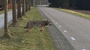Wolf in Drenthe, 2015